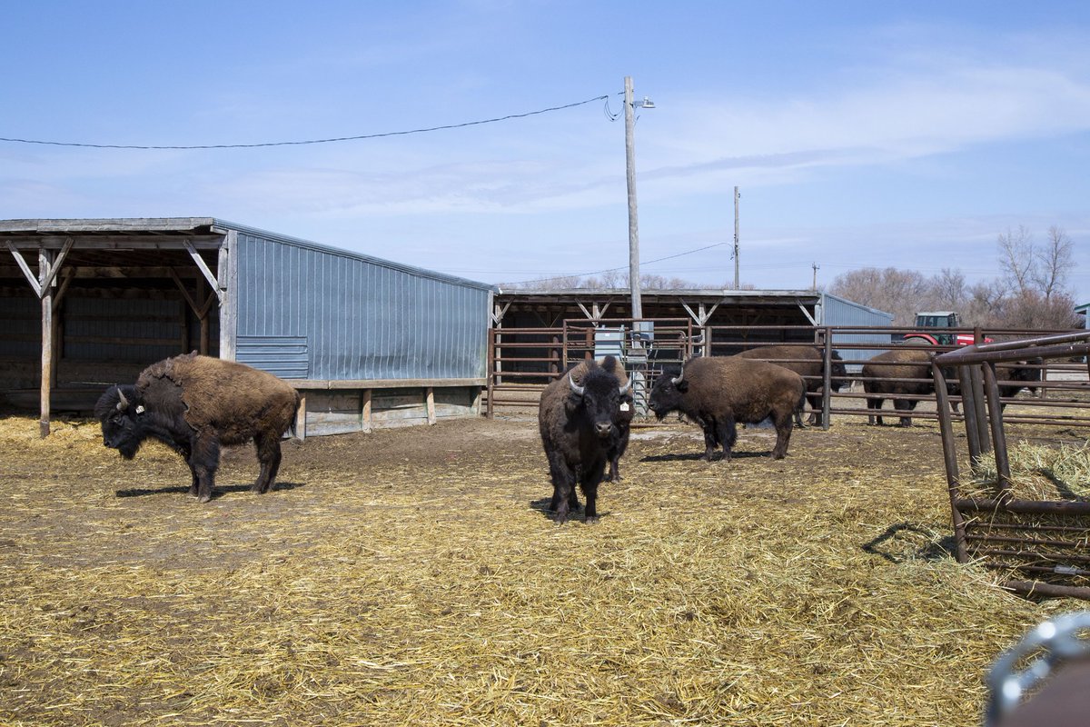 Diego (@diegomoyasask) on Twitter photo Today we started a new trial at <a href="/LFCE_usask/">Livestock & Forage Centre of Excellence</a>, looking at growth performance, behaviour and meat quality of finishing bison; with <a href="/RibeiroLabUsask/">Gabriel Ribeiro</a> <a href="/Gregpenner3/">Greg Penner</a> <a href="/SKAgriculture/">Sask Agriculture</a> Today we started a new trial at <a href="/LFCE_usask/">Livestock & Forage Centre of Excellence</a>, looking at growth performance, behaviour and meat quality of finishing bison; with <a href="/RibeiroLabUsask/">Gabriel Ribeiro</a> <a href="/Gregpenner3/">Greg Penner</a> <a href="/SKAgriculture/">Sask Agriculture</a>