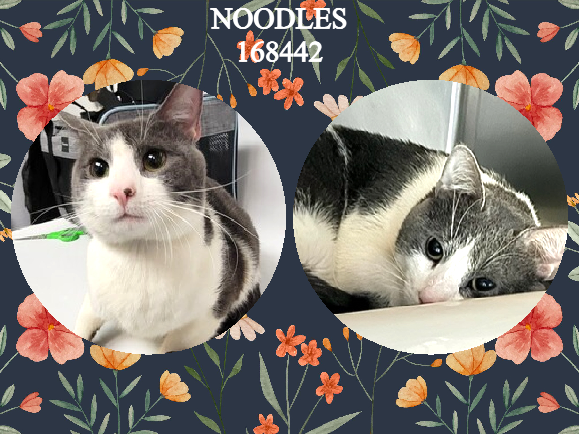 NYCDEATHROWCATS's tweet photo. *SHELTER PLEA* NOODLES 168442 - CAN YOU HELP THIS FEARFUL BOY NOODLES THAT WAS SURRENDERED DUE TO ALLERGIES. Noodles is a 2y/o DSH who has been with his current owner for 2yrs and is being surrendered due to allergies.
https://t.co/01WdsiUtPm https://t.co/QcqkDLKxdZ