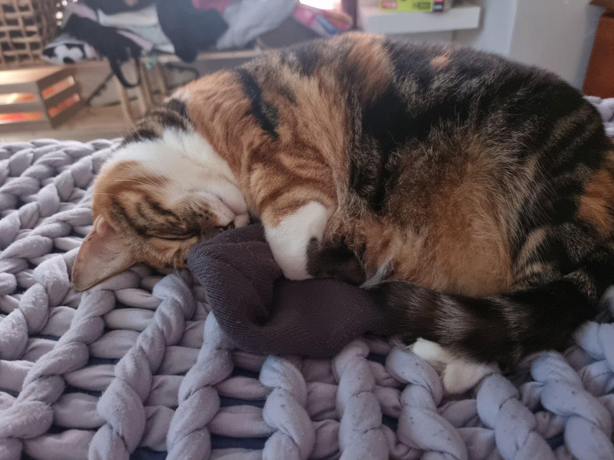 RoryDaSquirrel's tweet photo. @Niamh_Maddison In that case hopefully this photo of my cat cuddling my beanie can help you find some comfort in those incredibly terrifying time💜 https://t.co/UhiYvRXv2Z