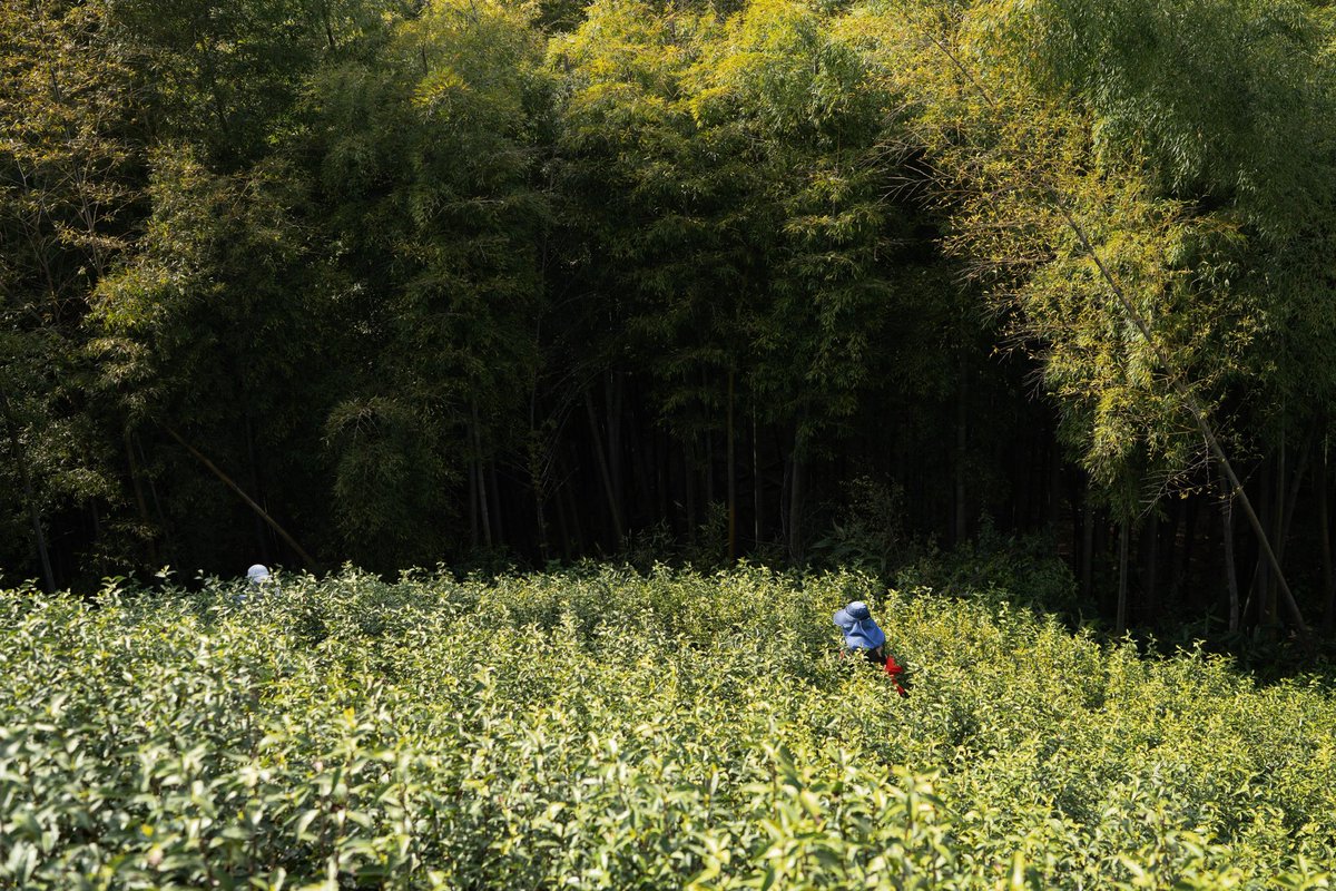 Spring tea and bamboo shoots #Hangzhou