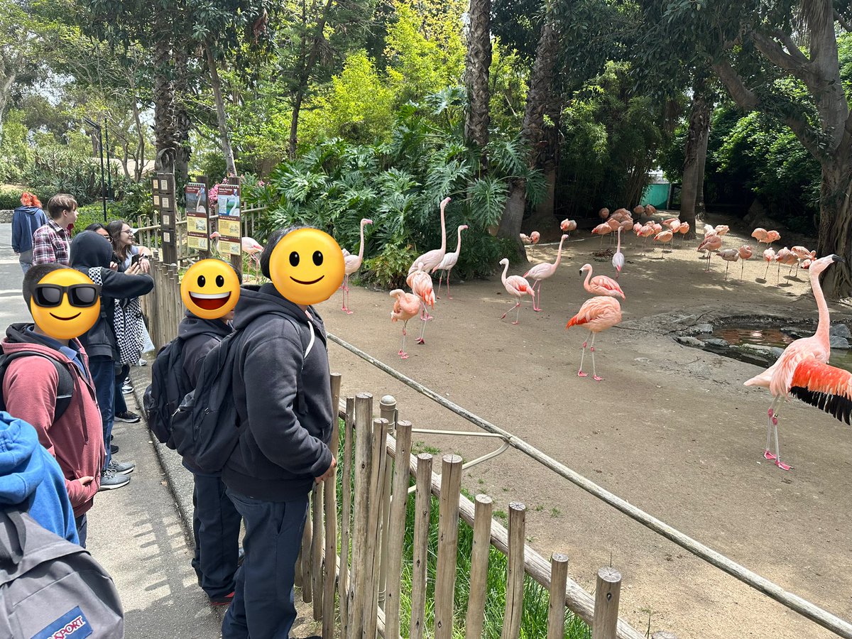 BigGuy_w_Bowtie's tweet photo. Took my students on a field trip to the @LAZoo today to give them a better perspective on the importance of ecology in our #LevelUpLa project! #CS4LA #STEM @ITI_LAUSD @JMMS_Bulldogs https://t.co/AJ06SRhWP9
