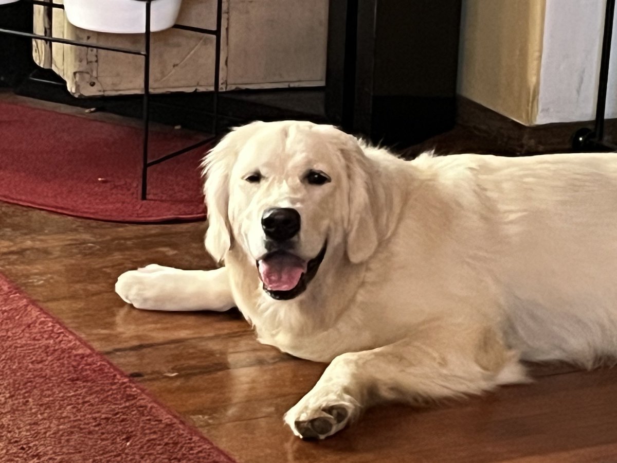 MeetMaxie's tweet photo. Not one but TWO play dates today.  Happy and exhausted. https://t.co/8ejDDWLAuS