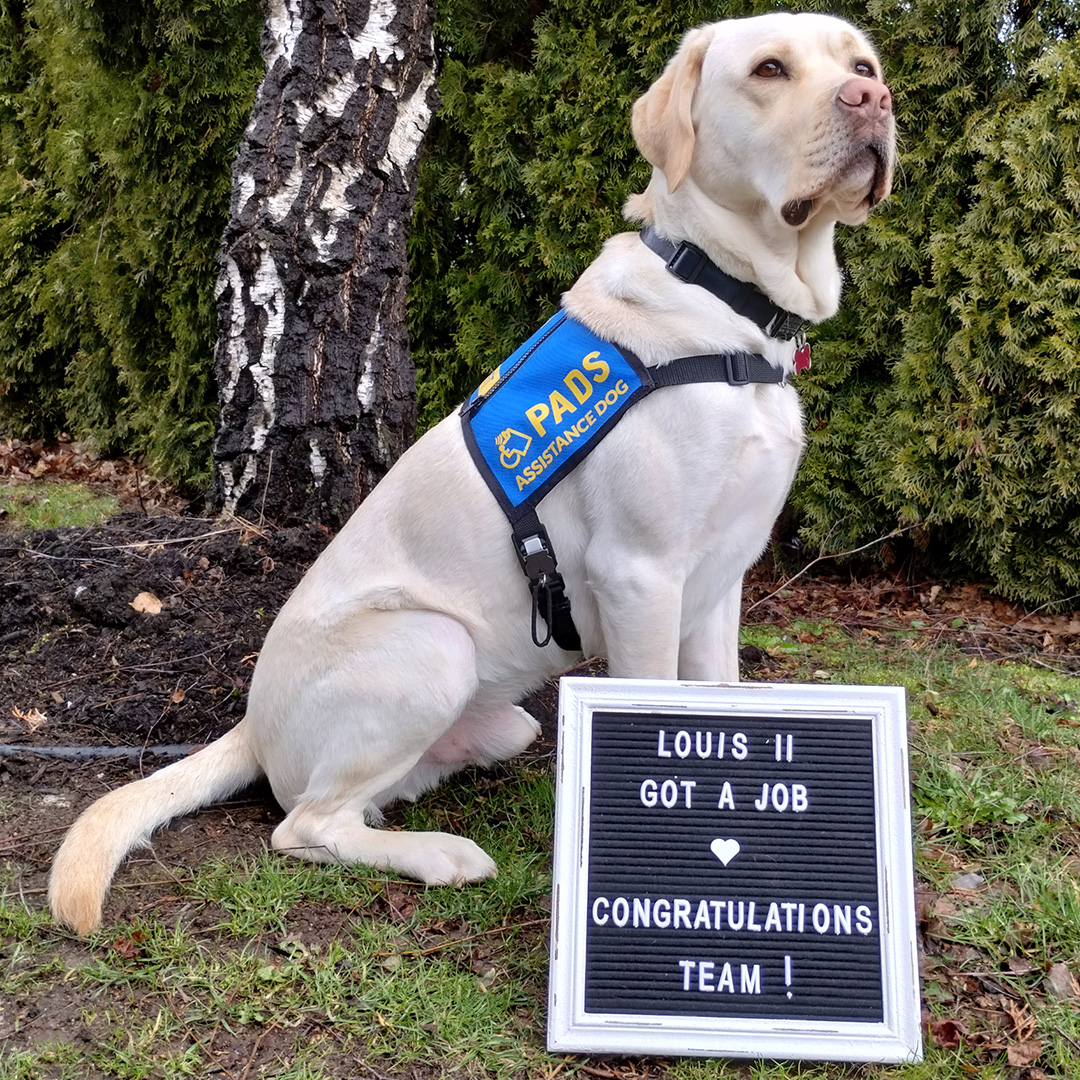 PADSdogs's tweet photo. The lovable Louis II got a job! He passed his pre-placement testing and has been matched with a client. Congratulations to PADS Louis II and his amazing village for their time, heart & commitment! #LifeInTheBlueVest #DogsWithJobs #PADSDogs https://t.co/lIPhhddaVl