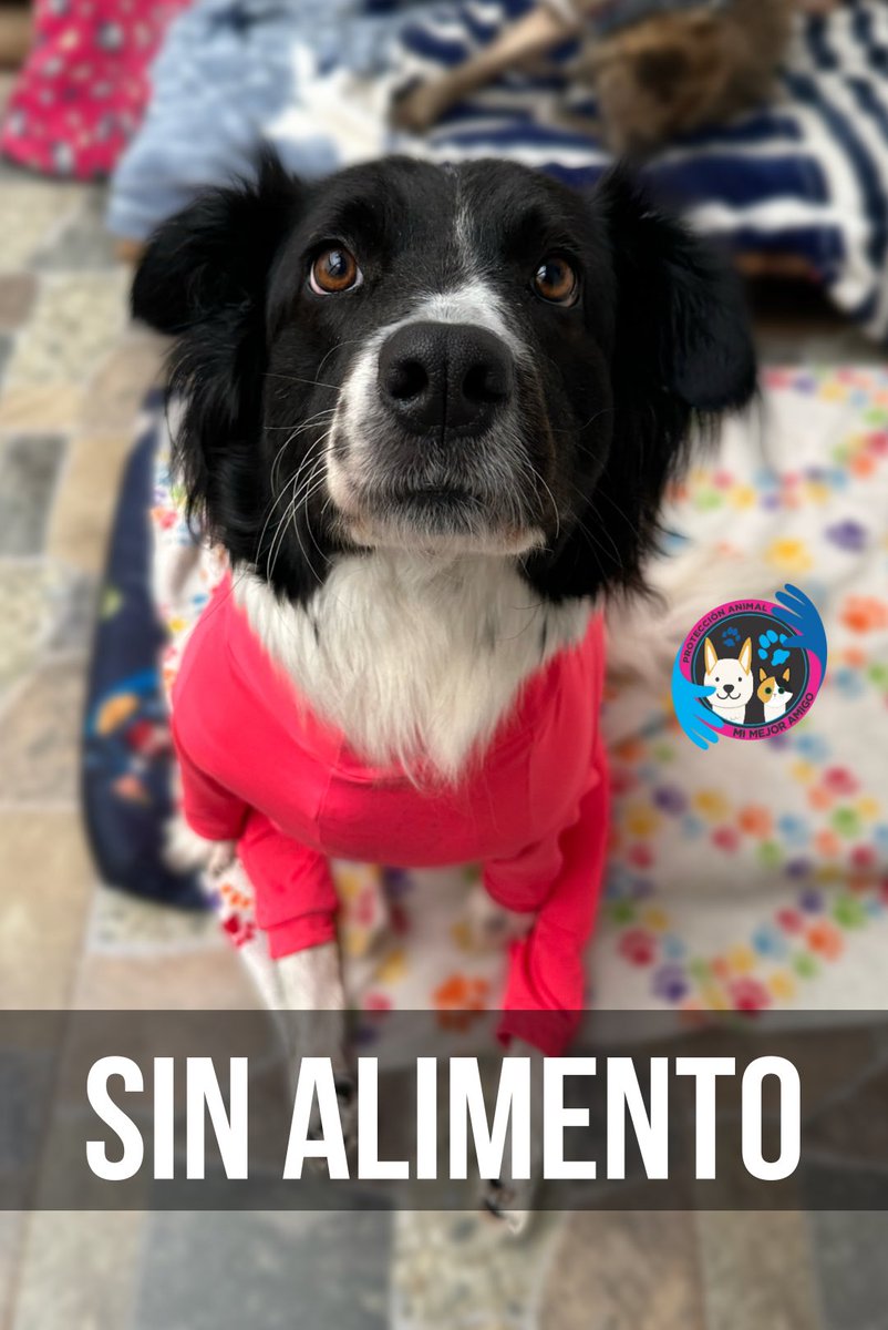 AsociacionMi's tweet photo. Nuestra reserva de Alimento se está acabando y como todos saben tenemos más de 200 animalitos, nos ayudan por favor a mencionar a @somosgabrica para ver si de pronto nos ayudan, 🙏🏻💜 🥺💙 mil gracias. https://t.co/pv60lFE7SS