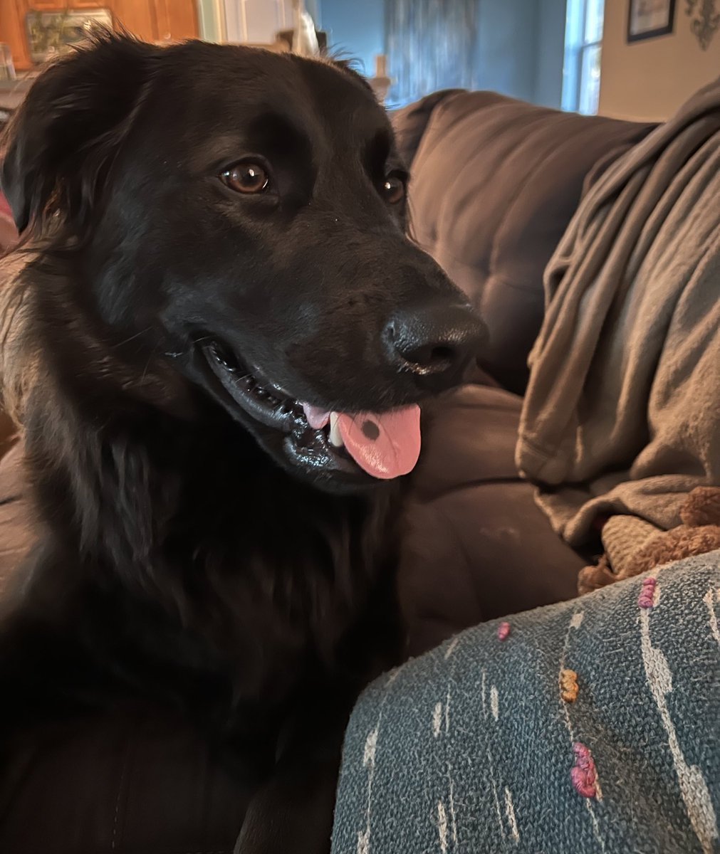wdhutches's tweet photo. Jack is back for #tongueouttuesday @GoldretrieverUS 🖤 🐾 https://t.co/9f0KtftPkZ