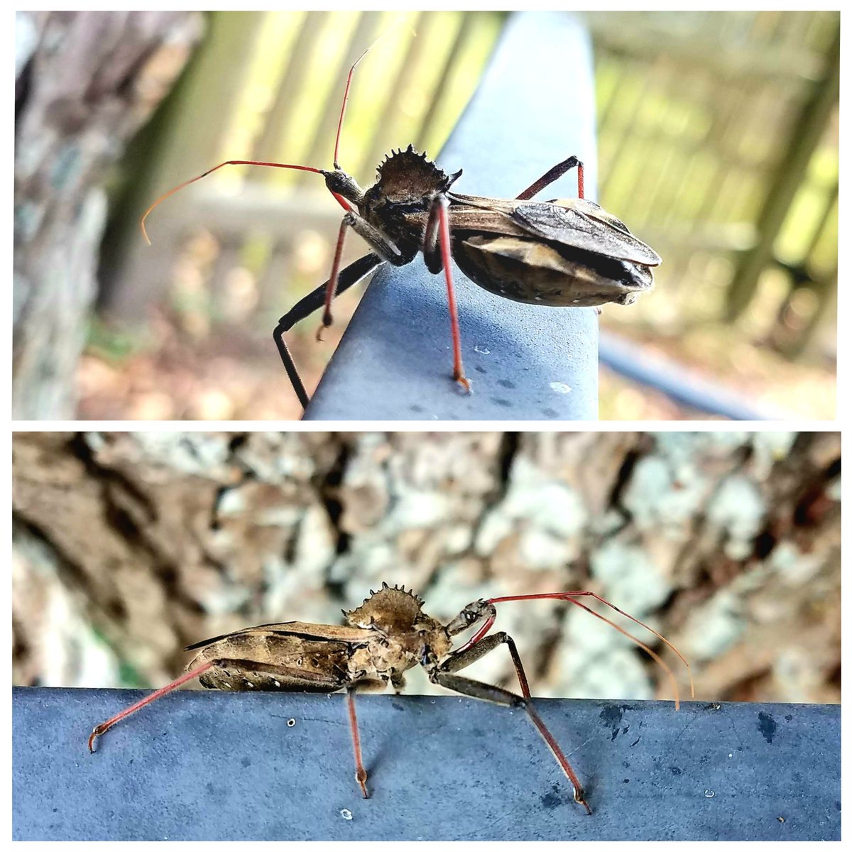 Assassin bug (photo taken a couple of years ago.) #holmesbackyardwildlife #assassinbug #bug #insect