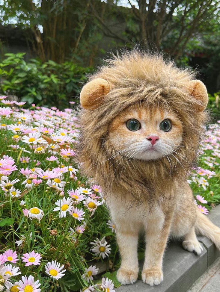PinkSoftFae's tweet photo. ferocious 🦁 https://t.co/0T7bWg0q14