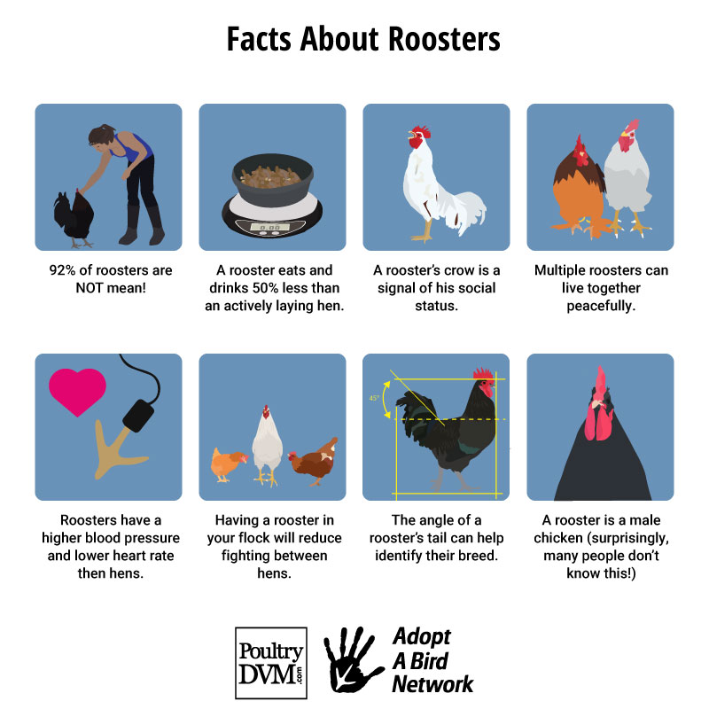PoultryDVM's tweet image. #chickens #petcare #roosters