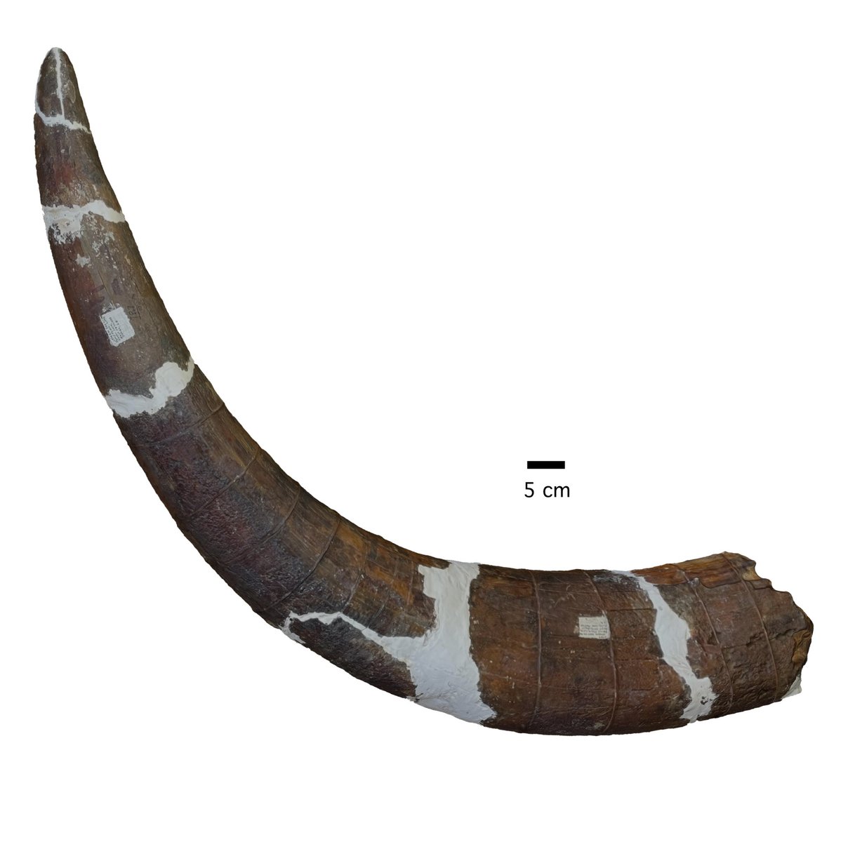 Max Mastodon (@maxmastodon) on Twitter photo Very large American #mastodon tusk from West Feliciana Parish, Louisiana. <a href="/LSU_MNS/">LSU Museum of NatSci</a> collection. #fossil #paleontology #DailyMastodon #TuskTuesday Very large American #mastodon tusk from West Feliciana Parish, Louisiana. <a href="/LSU_MNS/">LSU Museum of NatSci</a> collection. #fossil #paleontology #DailyMastodon #TuskTuesday