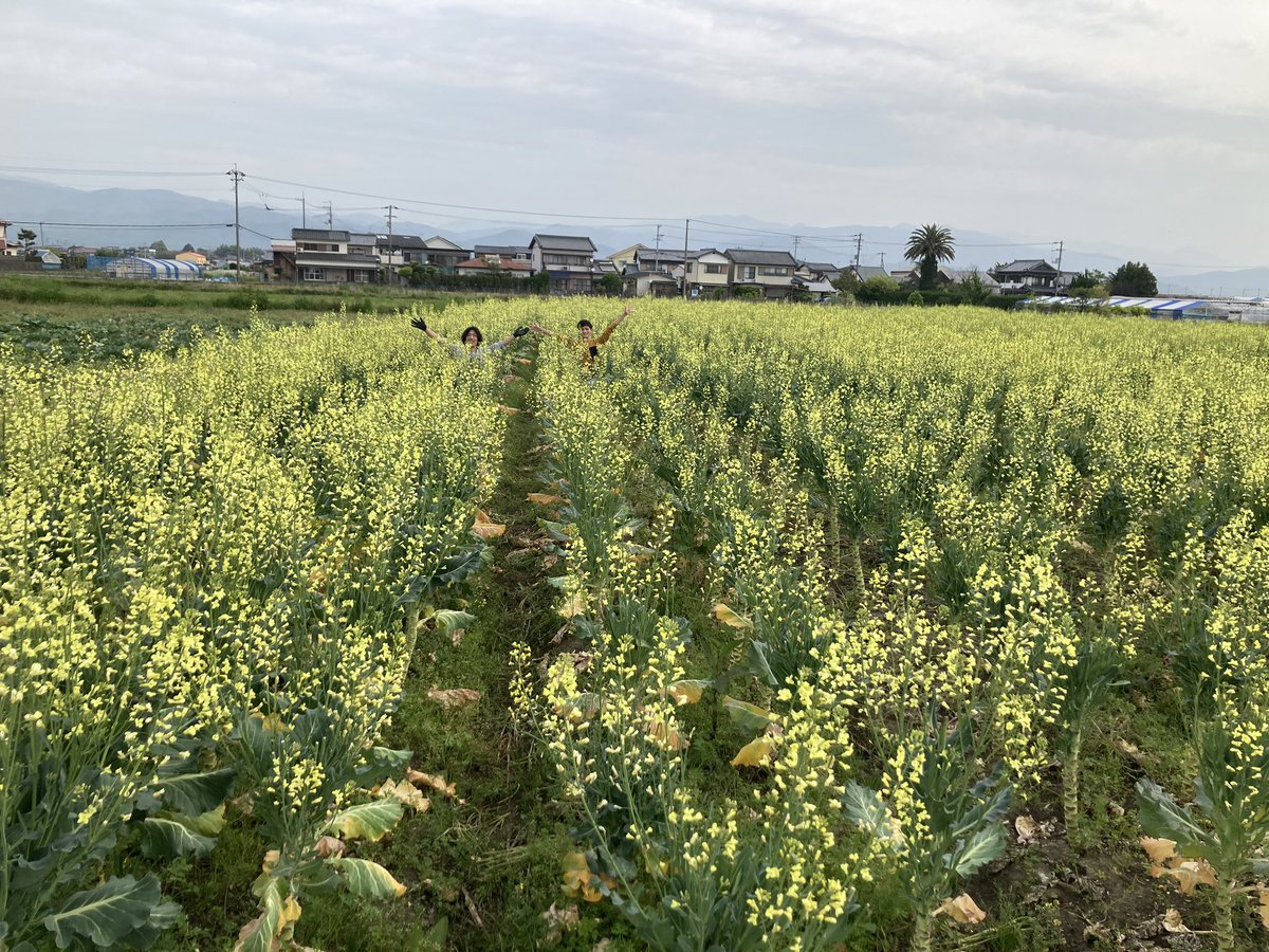 【ケールの花園】
そこは緑と黄色の楽園
春にしか現れない桃源郷
訪れたものは皆
ケールの事しか考えられなくなる