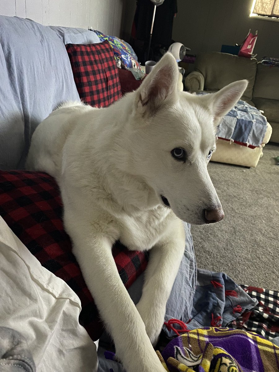 ItsBreeHouse's tweet photo. I don’t understand how people get thousands back in taxes, if I have to pay in less than $1k that’s a win. 

Also why isn’t my dog considered a dependent, he’s the MOST dependent. https://t.co/bR9lqwRnq1