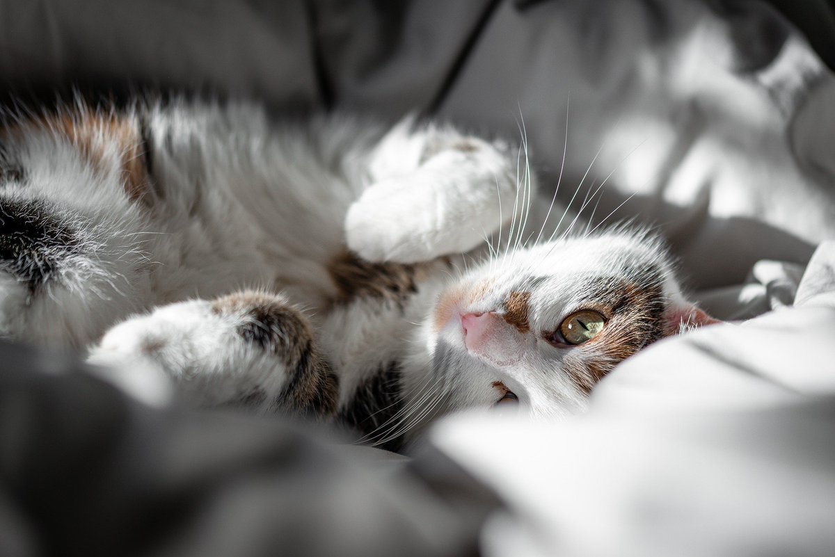 Joanne Francis tweet media