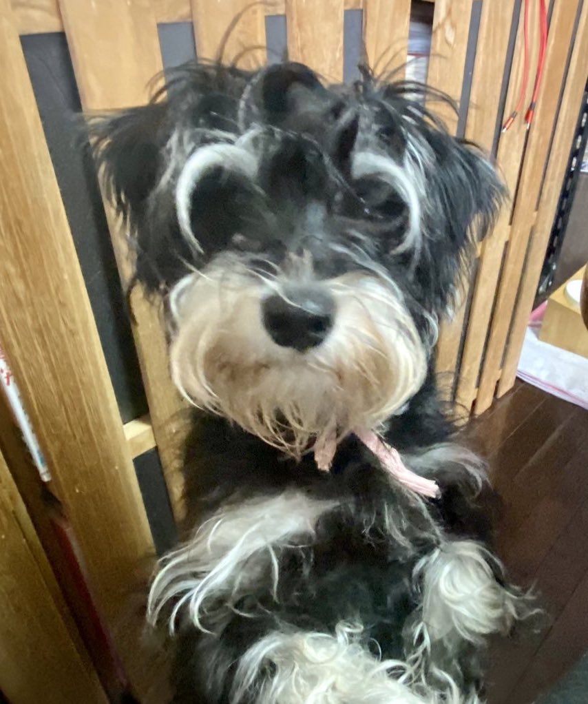 cyaaboooo's tweet photo. アンネリース、初めてのキレイキレイに行ってきました‼️

#犬 #犬の赤ちゃん #ホワイト #ミニチュアシュナウザー #日常 #夫婦 #なかよし  #ブラックアンドシルバー #家族 #ユンカース #ヴァイス #アンネリース #ベアトリクス  #宮崎県 https://t.co/DttcOGaZ5d
