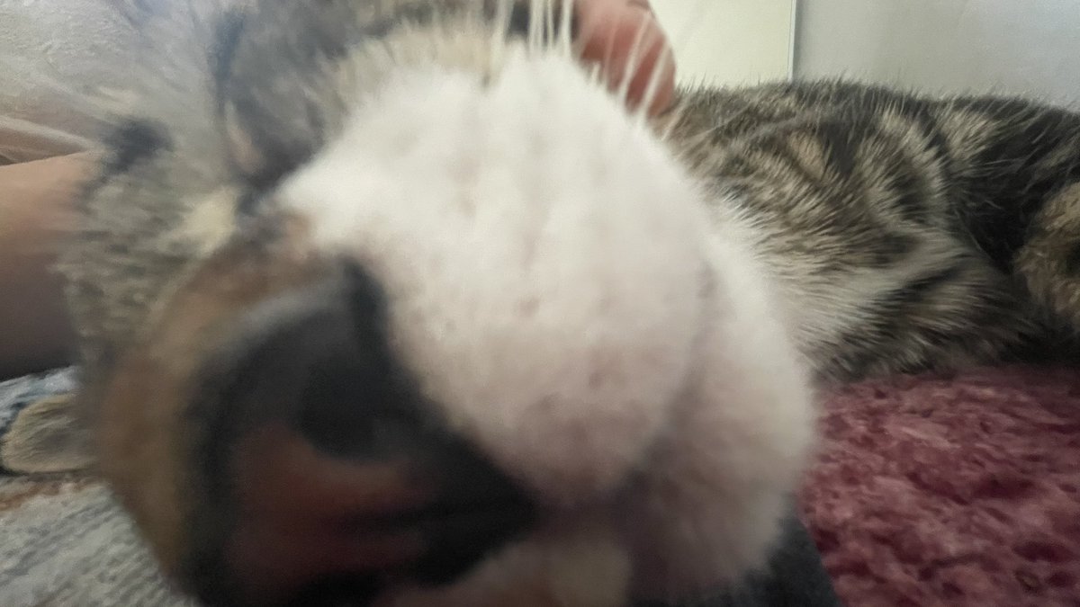 STractor69's tweet photo. @iluvcats2002 https://t.co/cOCuYtfNh4