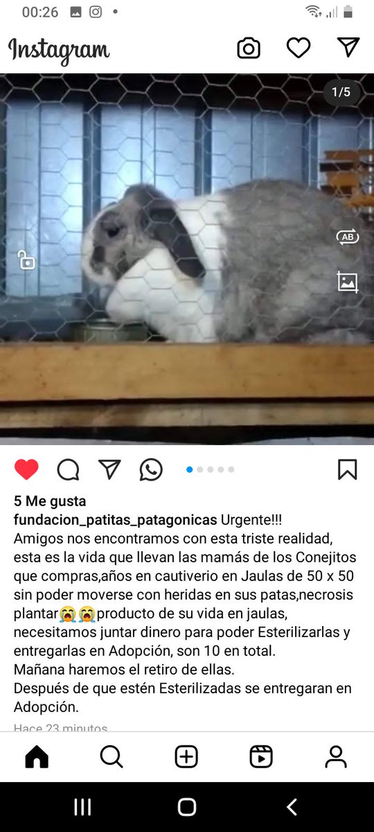 Katherin8782818's tweet image. #Conejitos