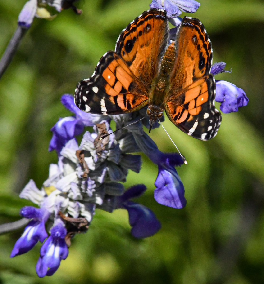 It’s that time of the year. <a href="/TPWDnews/">Texas Parks & Wildlife</a> #AmericanLady #Butterflies