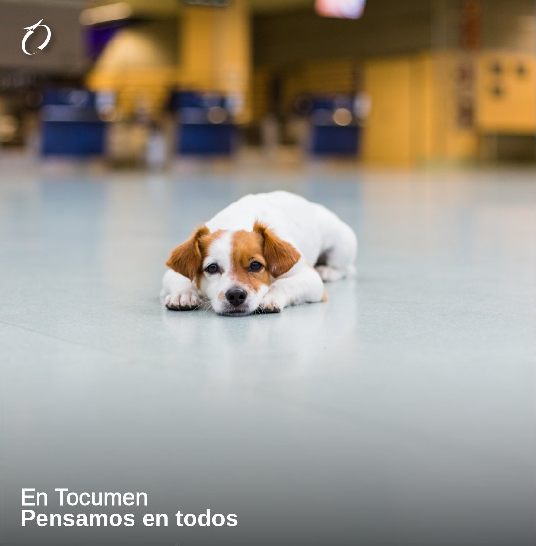 tocumenaero's tweet photo. Recuerda que tenemos un espacio especial para tu mascota, el #PetRelief es totalmente gratis y está ubicado justo al frente de la puerta 130 🐶

¡Todo por nuestros mejores amigos y compañeros de viaje! 🐕‍🦺🐈

#LaPuertaDeLasAméricas
#AeropuertoDeTocumen
#Mascotas https://t.co/TxihJdmGUx