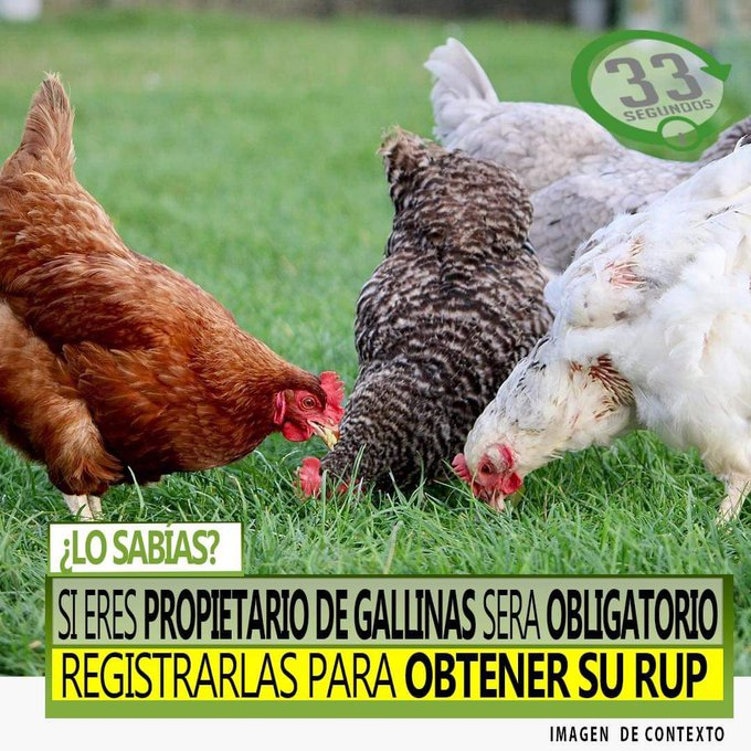 sebastiancristi's tweet photo. Va a estar complejo criar gallinas para comérselas... Imaginen cuando haya que presentar su certificado de defunción ¿Se necesitará un veterinario?
#CosasDeProgres https://t.co/DRg5Ppxp4N