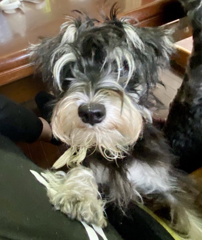 cyaaboooo's tweet photo. ベアトリクス、産まれて初めてキレイキレイに行って来ました❣️

#犬 #犬の赤ちゃん #ホワイト #ミニチュアシュナウザー #日常 #夫婦 #なかよし  #ブラックアンドシルバー #家族 #ユンカース #ヴァイス #アンネリース #ベアトリクス  #宮崎県 https://t.co/gwwpl0XRXa
