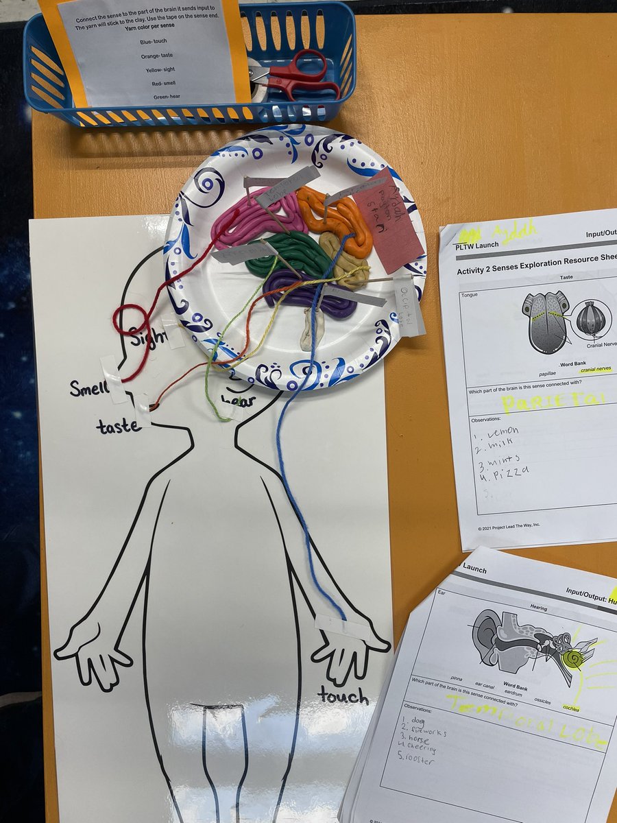 AmandaStrickler's tweet photo. 4th graders show how our senses take input from the world and send it as output to our brains which can then receive that input and react! We also learned about how the brain stores short and long-term memory. #PLTW #STEM #BHWarriorPride @Bighollowelem https://t.co/SkqULDCbLm