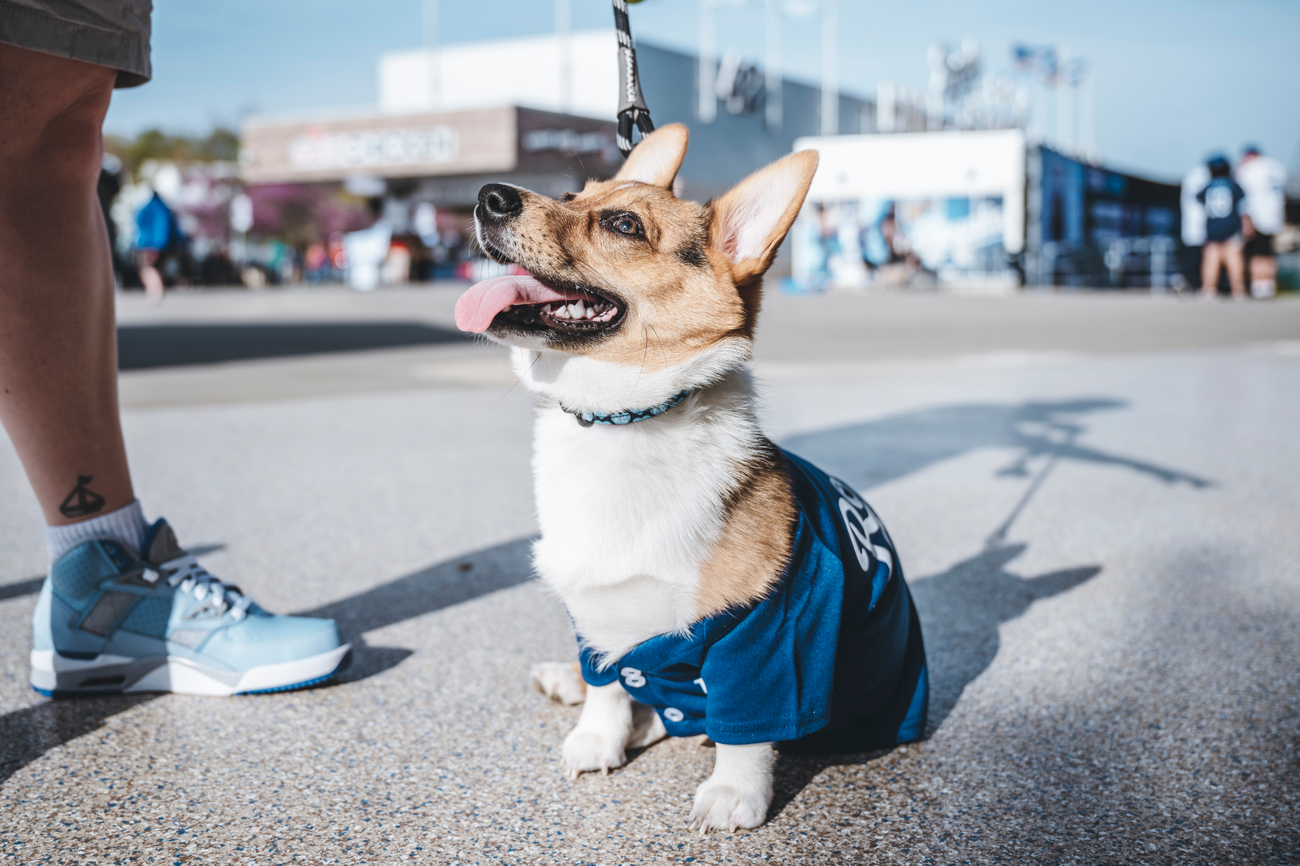 Kansas City Royals on X: 13/10 would recommend bringing doggos to Bark at  the Park.  / X