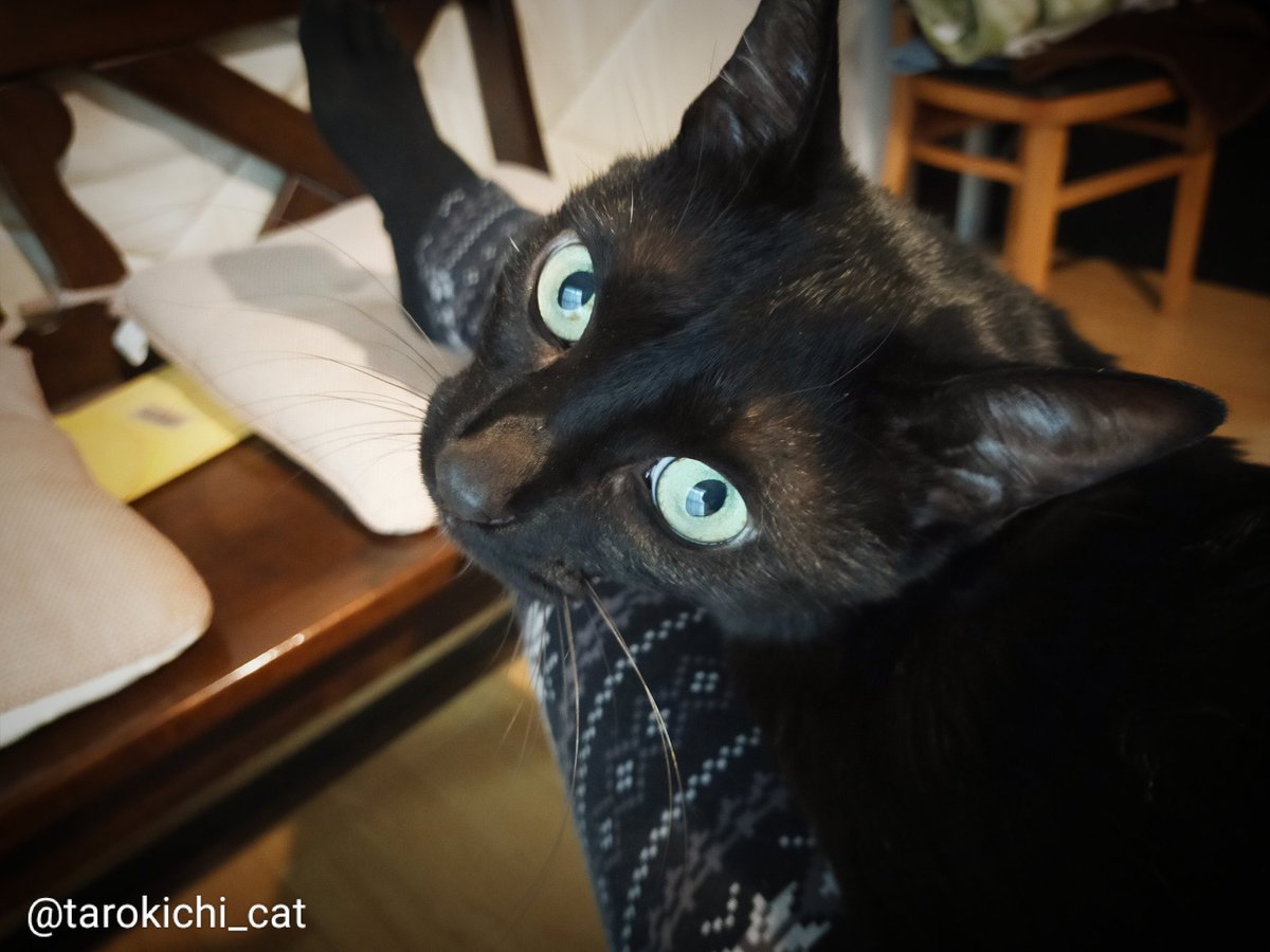 tarokichi_cat's tweet photo. 振り返る男前だぜ

#黒猫
#猫のいるしあわせ https://t.co/Cms7SG2404