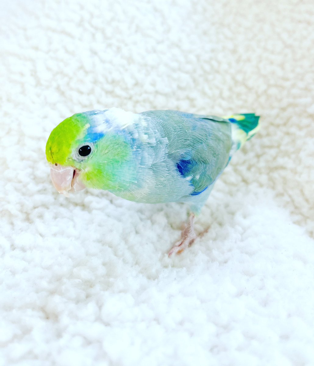 PaxMule's tweet photo. Who wouldn’t love a squishy blanket!
#almostacuddlebug #tinyrapter #Apollo #parrotlet #birb https://t.co/XagVPSeuNt