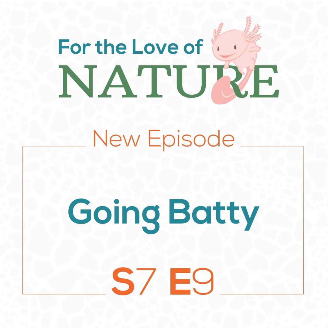 FTLoNPodcast's tweet photo. Laura & Katy will help you to appreciate, & potentially even love, bats as much as they do. Find out all about flying foxes & flittermice in todayβs episode!
#internationalbatappreciationday #goingbatty #batfacts https://t.co/KDmEZ5cuQz