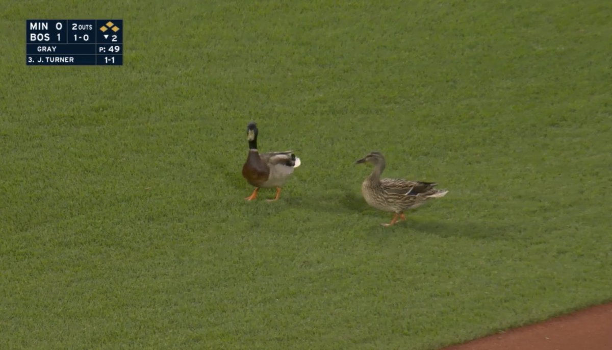 Shane On Twitter Spotted DuckTheCuack At The Red Sox Game shane-on-twitter-spotted-duckthecuack-at-the-red-sox-game