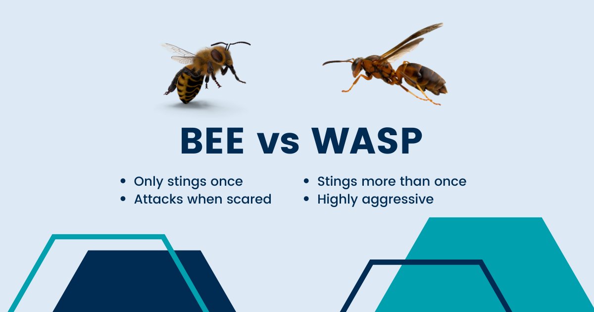 beeawareallergy's tweet photo. Bees are unlikely to sting you! If they do, make sure to scrape the stinger and venom sac out as soon as possible. Wasps can sting multiple times, and its best to keep your distance as much as possible. https://t.co/or6AZQ8M5e
