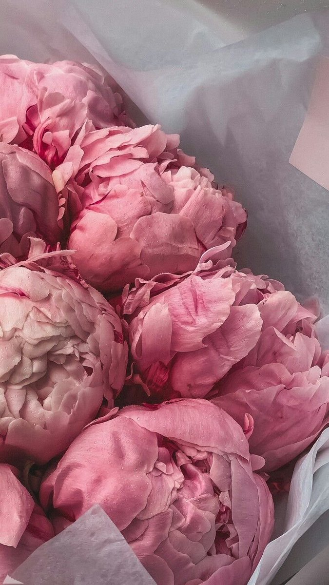 magneticblonde's tweet photo. dream life: a house with lots of natural light, living with hair rollers on and waking up by the smell of fresh peonies https://t.co/QidbBuIO1l