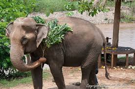 Loved the elephant category on @jeopardy tonight...but one clue was very wrong.  "Man the tool user" was dethroned by <a href="/JaneGoodallInst/">Dr. Jane Goodall & the Jane Goodall Institute</a>...<a href="/charlesdarwin/">Charles Darwin</a> had nothing to do with it. #animaltoolbehavior