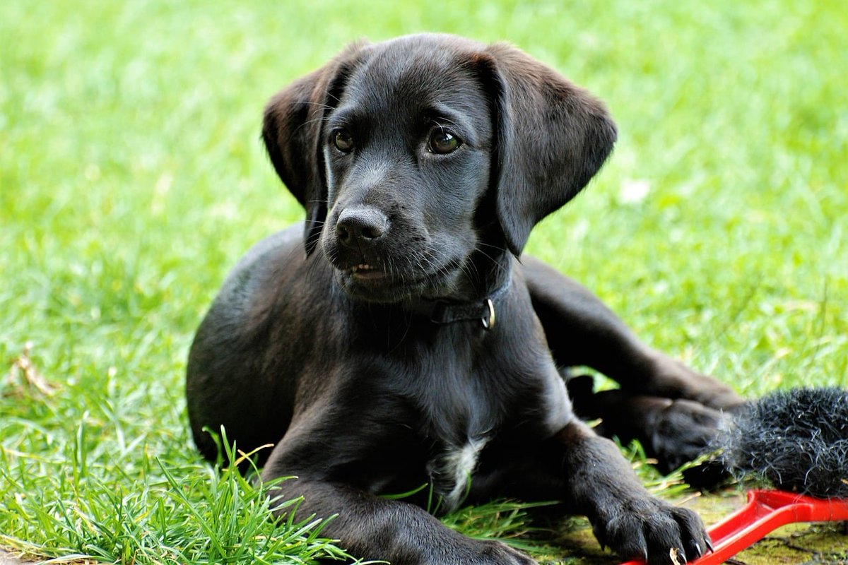 PawstyleO's tweet photo. A man quickly became viral on social media after sharing a screengrab of a conversation on Twitter with a girl he had matched on Tinder. It turned out that the girl was actually the previous owner of his adopted dog, a black Labrador named Onyx.

https://t.co/quXgasOY10 https://t.co/adl2oi8UQz