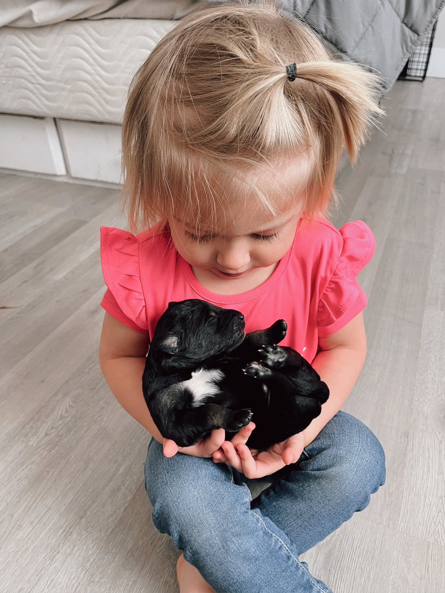 allisonpowers11's tweet photo. &amp; we have Goldendoodle Puppies 🐾☺️ https://t.co/BAQ89ATyuI