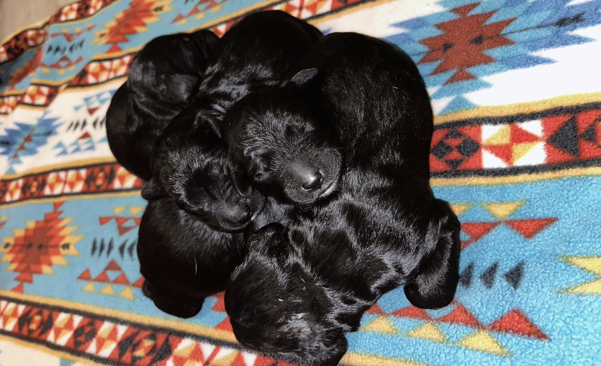 allisonpowers11's tweet photo. &amp; we have Goldendoodle Puppies 🐾☺️ https://t.co/BAQ89ATyuI