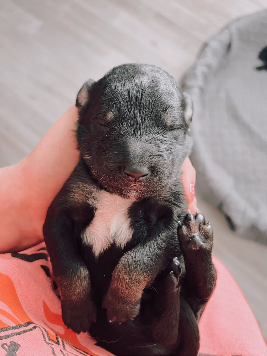 allisonpowers11's tweet photo. &amp; we have Goldendoodle Puppies 🐾☺️ https://t.co/BAQ89ATyuI