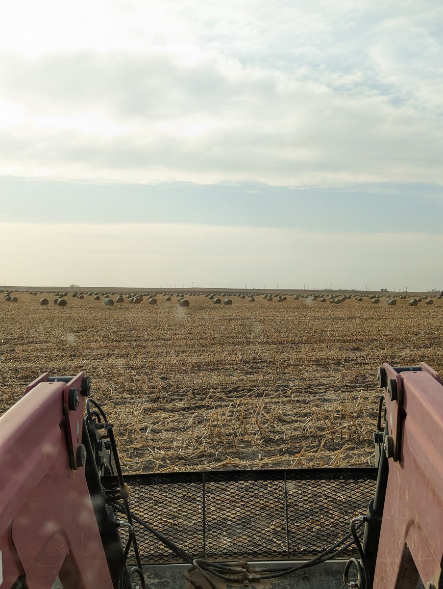 Right or wrong, I got some extra bales to stretch the hay out.