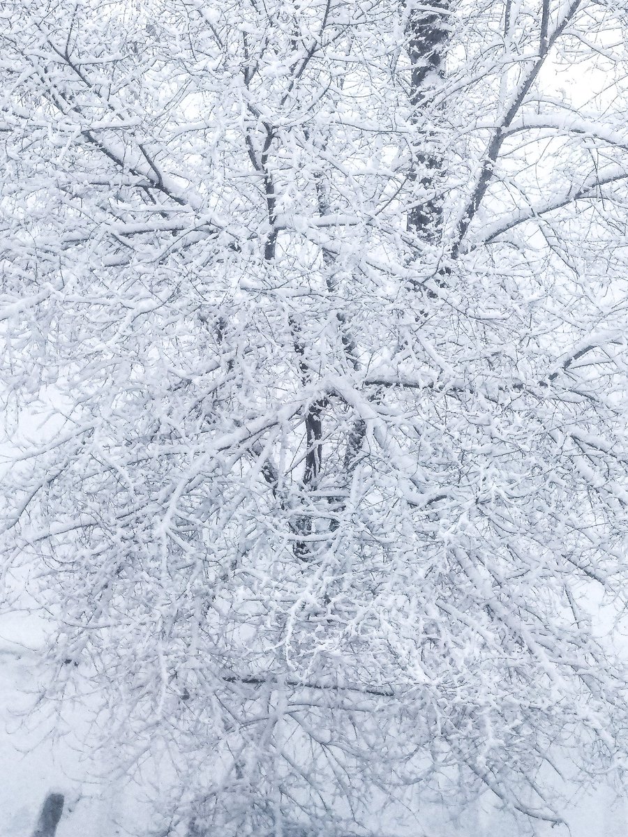 LaneStrannik's tweet photo. Когда весна придёт→не знаю...
и был апрель, мели снега💨❄️🙃❄️💨🥶❄️💨
When spring comes? I don't know...
the snow continued to fall #nature #springTime #весна2023 #Snowfall
#AprilInSiberia❄️ #SpringSnowfall #NatureIsJoking👀#snow #trees
#NaturesJokes #naturelovers
#spring2023❄️ https://t.co/ql5YbeAQFU