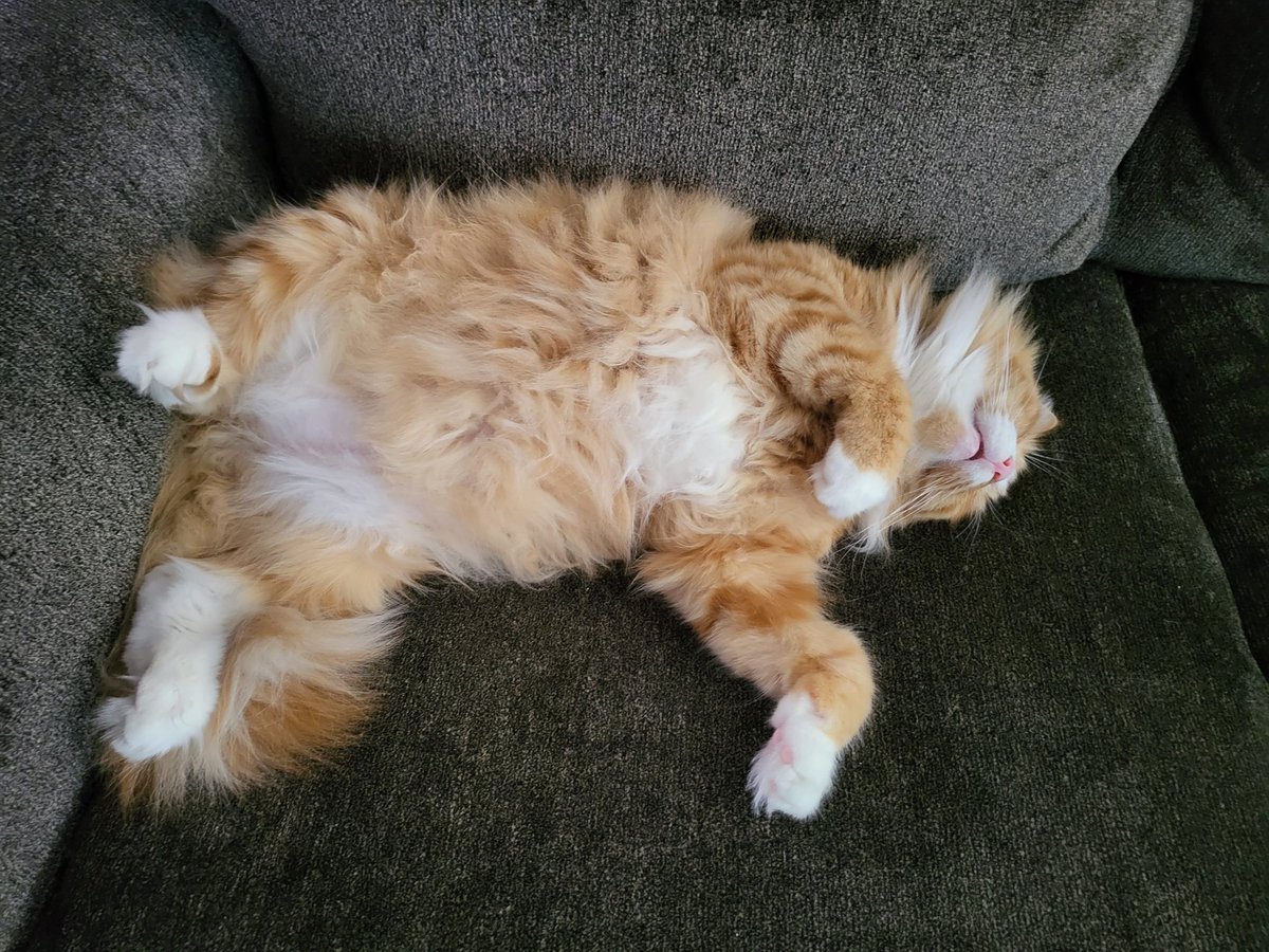 DarkLink_66's tweet photo. @SiriouslySusan I raise you a Charlie!! https://t.co/oLGBhj5DJb
