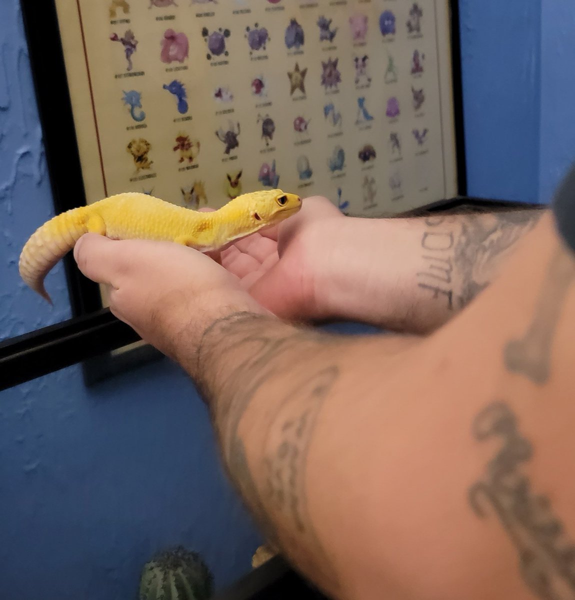 PoorlyDrawnGuy's tweet photo. In other news, Fred Gecky The Leopard Gecko is ready to do my bidding!😈🦎🐸
#LizardPets #leopardgecko https://t.co/6artWNco1R