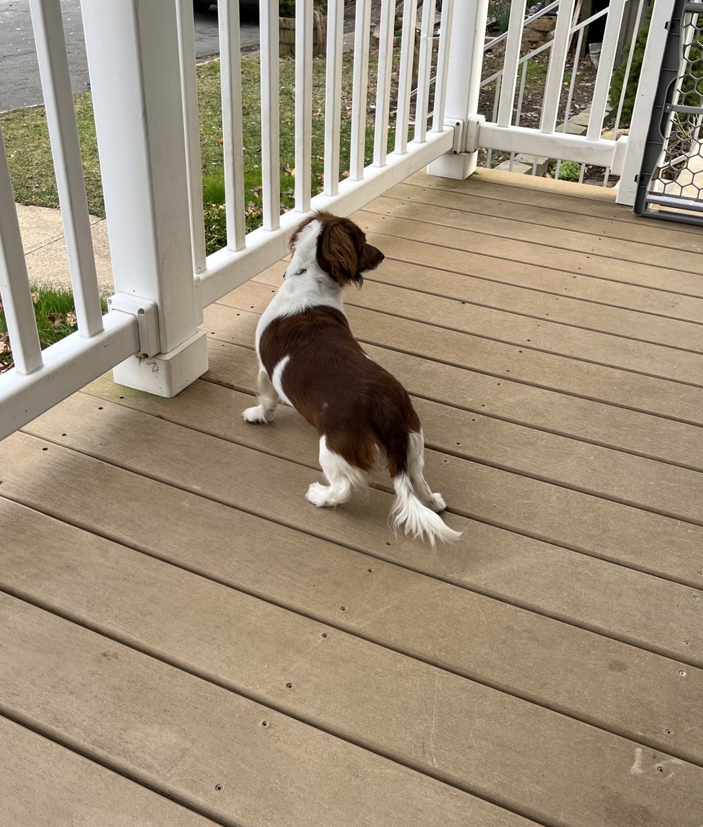 Justin75_'s tweet photo. if you see this tweet, quote tweet it with the most recent photo of your pet, no cheating @adoredbxby https://t.co/S5gOk83Lcx