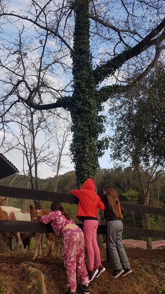 escolaelshorts's tweet photo. Després d'un dia intens ple d'aventures, nit de disco!
#Colonies
#ElCollell
#festa
#diversio https://t.co/CgQufOjqVW