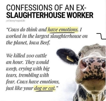 Vegan Future (@veganfuture) on Twitter photo 