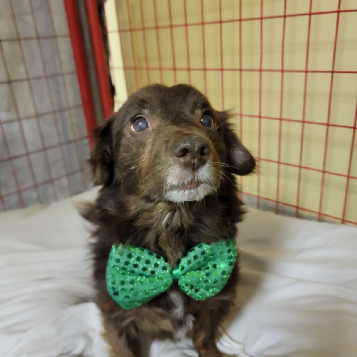 fmnrescue's tweet photo. Skipper is ready to go home.  He is housetrained and very loyal.He is 6 year old and 22 pounds. https://t.co/0tkpDD9HSX to fill out an interest application https://t.co/dGOdMlD3LK