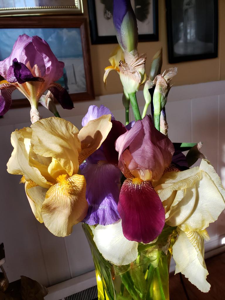 #DailyBlooms Early morn' light on the Iris. #FavFlower #BeardedIris #Fragrant #CutFlowers. #Vase #GrowYourOwn