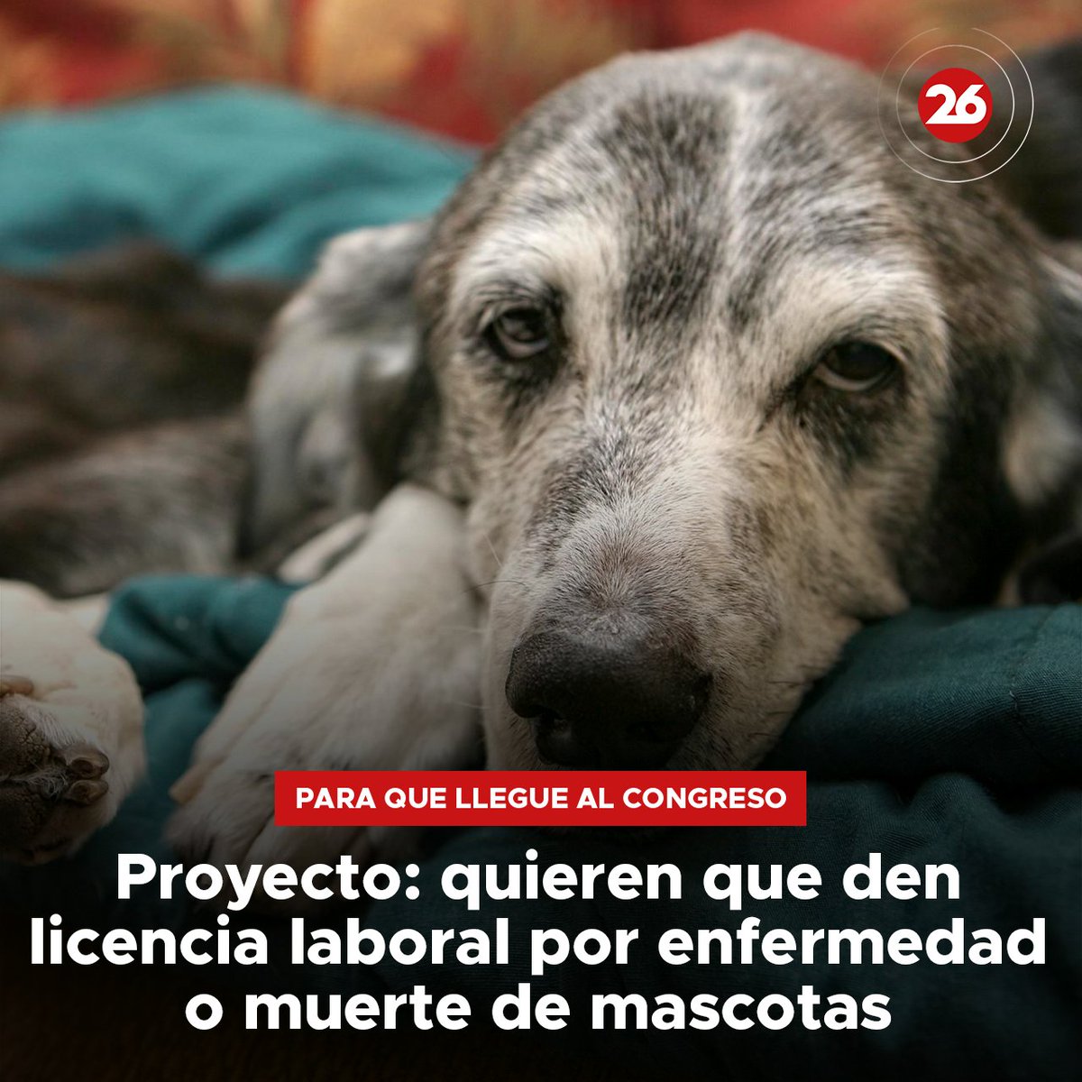 canal26noticias's tweet photo. 🐕PROYECTO🐈

👉Proponen que las mascotas sean consideradas legalmente como parte del núcleo familiar. La iniciativa es que el fallecimiento de una mascota esté contemplado dentro del régimen de licencias especiales.
📲 Más info en https://t.co/oPOhDlSAQi
 #Canal26 https://t.co/gIrToZlxtx