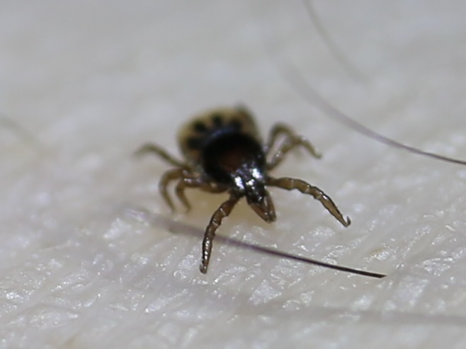 TickAppOnTour's tweet photo. It’s spring time which means ticks are out! Be sure to download The Tick App today to keep track of your outdoor activities, interactions with ticks, and get a tick identified if you find one.
#tickapp #tickseason #springtime #research #citizenscience https://t.co/fCAW454snP