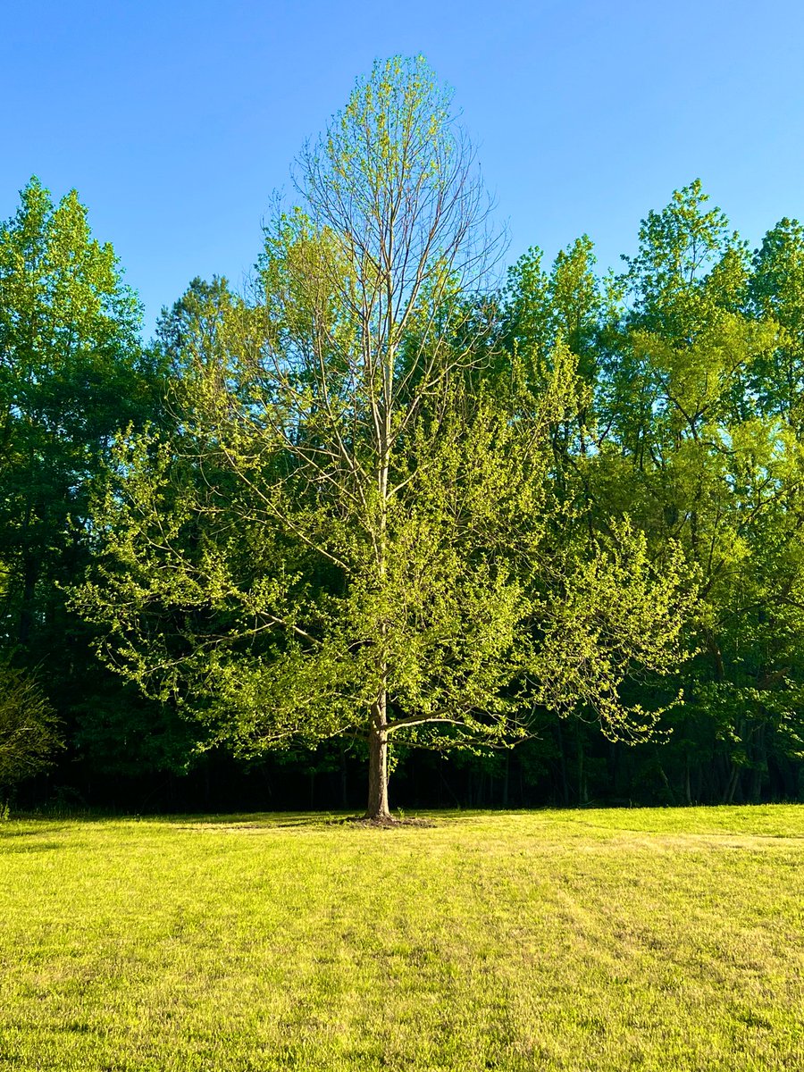 IAM4DUKE's tweet photo. A Sycamore tree symbolizes strength, protection, eternity, and divinity. Biblically, itโs considered the tree of life. ๐ณ
After a day of yard work, it looks so beautiful and welcoming. ๐#treesareourfriends https://t.co/zNDFVWvd4c