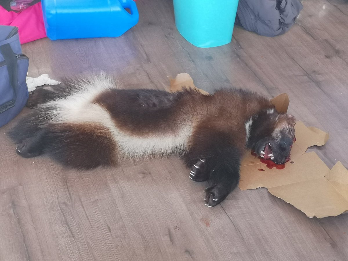 Noel Kaludjak (@shawdiki) on Twitter photo 