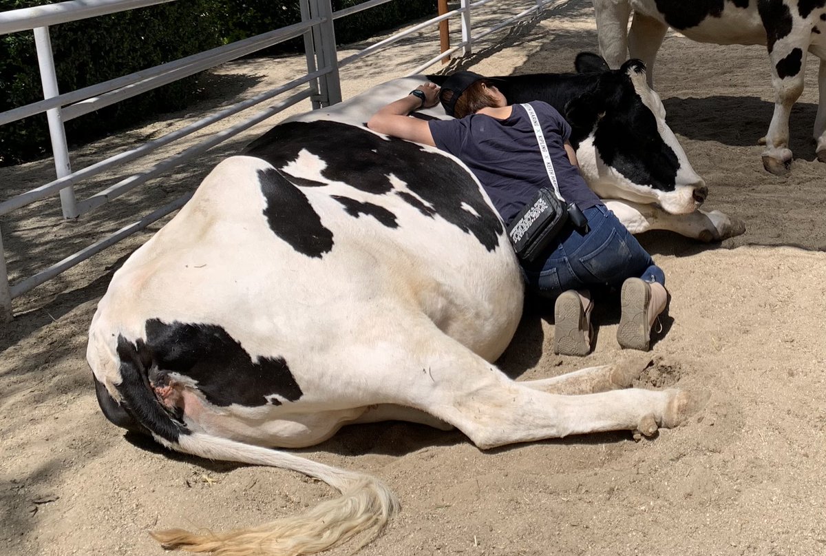 usinger_hare's tweet image. その後しっかりセラピーされてきました😌
牛ちゃんにストレスかかっちゃうんじゃないかと若干心配してたカウ・ハグ・セラピー、完全に人間を信用してて牛ちゃんもリラックスしてました😌
そして触れ合うと分かるけど毛ヅヤもめちゃめちゃいい☺️👏スタッフさんたちの動物との接し方見たら納得しました😌